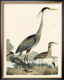Buy Heron Family I at AllPosters.com