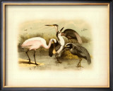 Buy Egret and Heron at AllPosters.com