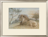 Golden Lion