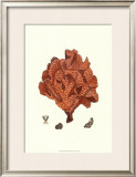 Red Coral IV