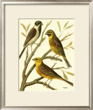 Buy Domestic Bird Family I at AllPosters.com
