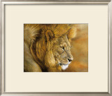 Lion du Serengeti