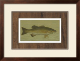 Buy Small-Mouthed Black Bass at AllPosters.com