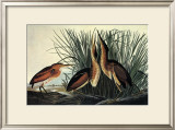 Least Bittern