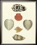 Buy Knorr Shells III at AllPosters.com