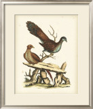 Regal Pheasants I