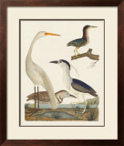 Buy Heron Family II at AllPosters.com