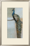 Resting Peacock II