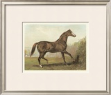 Buy Cassell's Horse III at AllPosters.com