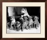 Yank Showing Off Her Litter