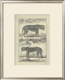 Panther and Leopard