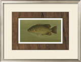 Buy Rock Bass at AllPosters.com