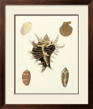 Buy Knorr Shells II at AllPosters.com
