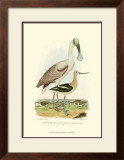 Roseate Spoonbill
