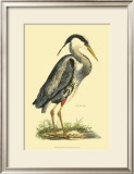 Buy Great Blue Heron at AllPosters.com