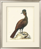 Regal Pheasants V