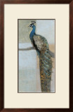 Resting Peacock II