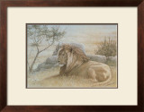 Golden Lion
