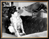 Jagger and His Friend Bow