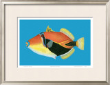 Buy Humuhumu Engraving at AllPosters.com