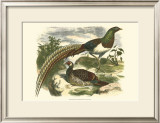 Amherst Pheasant