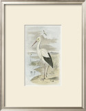 White Stork