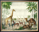 African Animals II