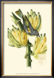 Buy Exotic Birds VII at AllPosters.com