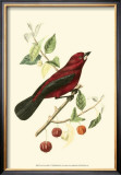 Buy Exotic Birds V at AllPosters.com