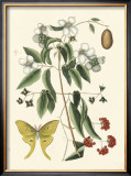 Buy Butterfly and Botanical III at AllPosters.com