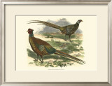 Bohemian Pheasant