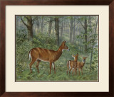 Deer Family I