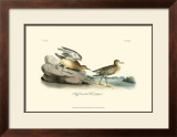 Buff-Breasted Sandpiper