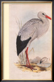 White Stork