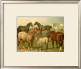 Buy Horse Breeds II at AllPosters.com