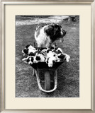 Tich and Pups Getting Around