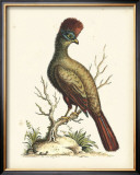 Regal Pheasants IV