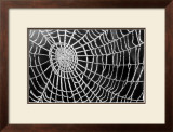 Spider Web Sparkle