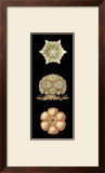 Kaleidoscope Anemone III