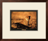Buy Guepard at AllPosters.com