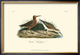 Curlew Sandpiper