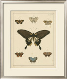 Buy Heirloom Butterflies I at AllPosters.com