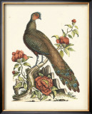 Regal Pheasants III