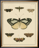 Buy Heirloom Butterflies II at AllPosters.com