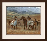 Appaloosa II
