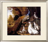 Buy Bird of Paradise at AllPosters.com