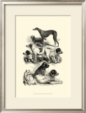 Buy International Show Dogs II, c.1863 at AllPosters.com