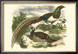 Amherst Pheasant