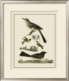 Buy Bird Family V at AllPosters.com