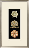 Kaleidoscope Anemone III